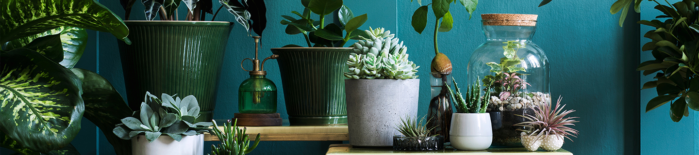 The Best Home Plants For Cleaner Air